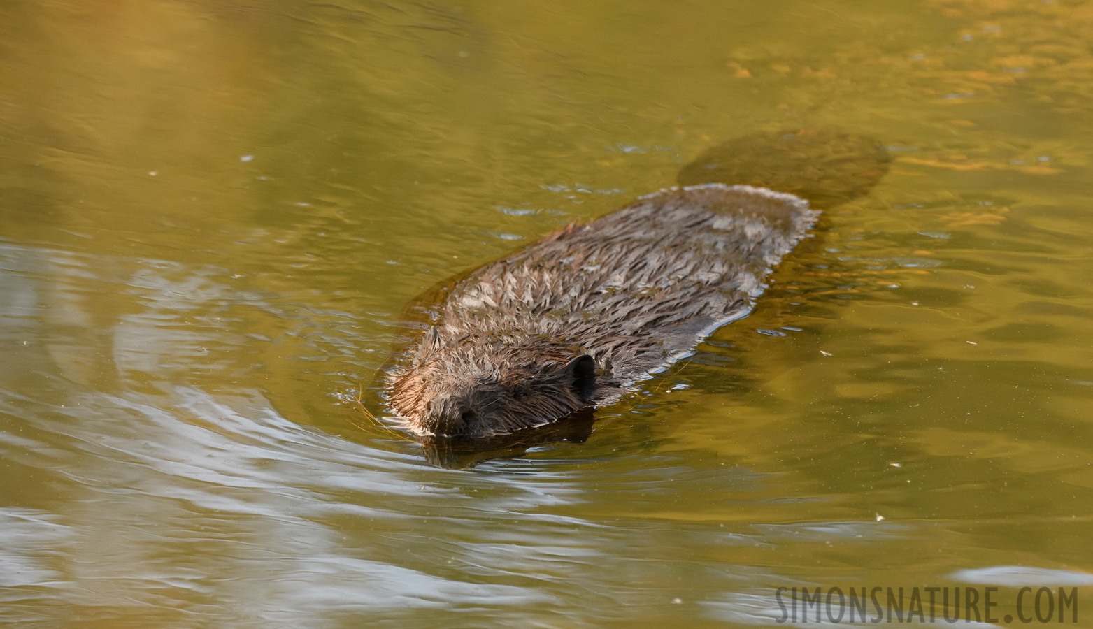 Castor canadensis [400 mm, 1/500 sec at f / 8.0, ISO 1600]